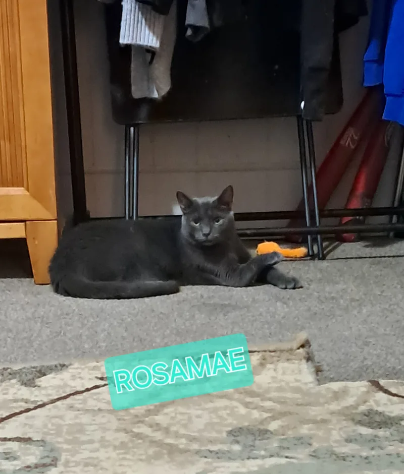 Rosa Mae thumbnail 3