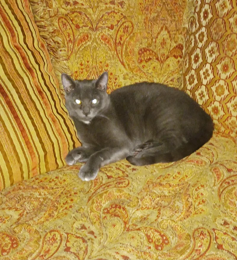 Rosa Mae thumbnail 6