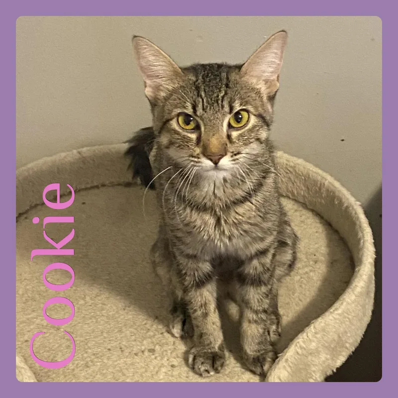 A young medium-sized female Tabby cat named Cookie for adoption in Lawton, OK