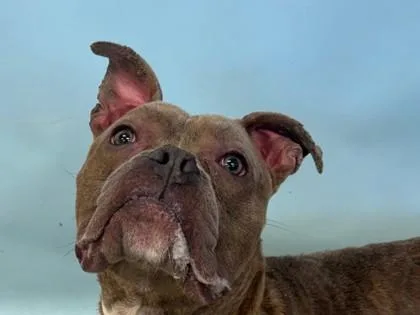 An adult large-sized male Pit Bull Terrier dog named Maury for adoption in Golden Valley, MN