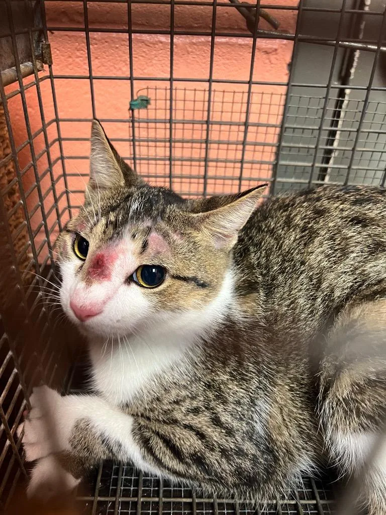 A young small-sized male Domestic Short Hair cat named Stitch for adoption in Rockport, TX