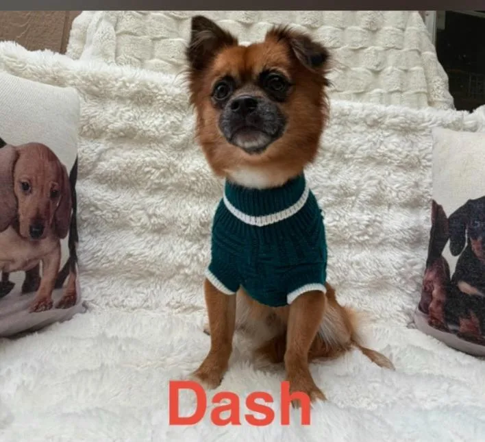 An adult small-sized male Brown / Chocolate Chihuahua dog named Dash for adoption in Houston, TX