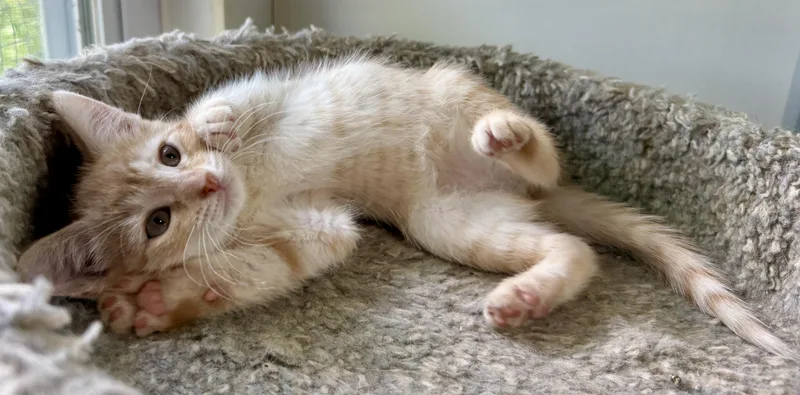 A baby medium-sized female Orange & White Domestic Short Hair cat named Trudy for adoption in Ashland, OH