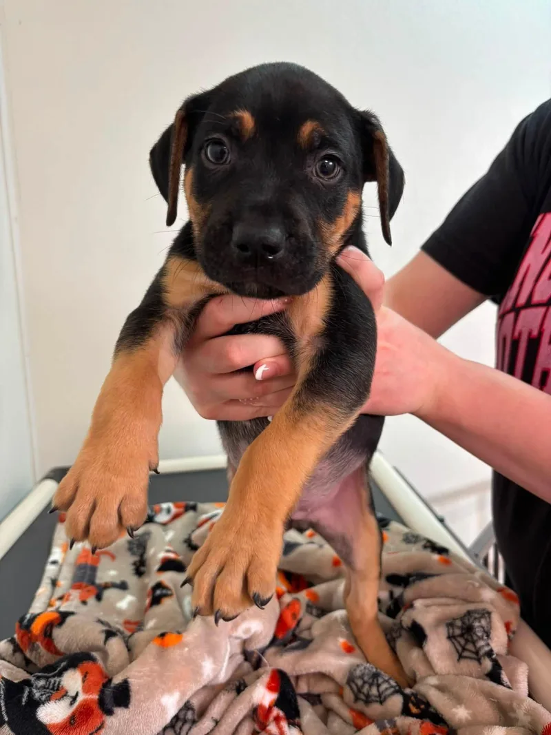 A baby medium-sized male Black Mixed Breed dog named Cypress for adoption in Jamestown, ND