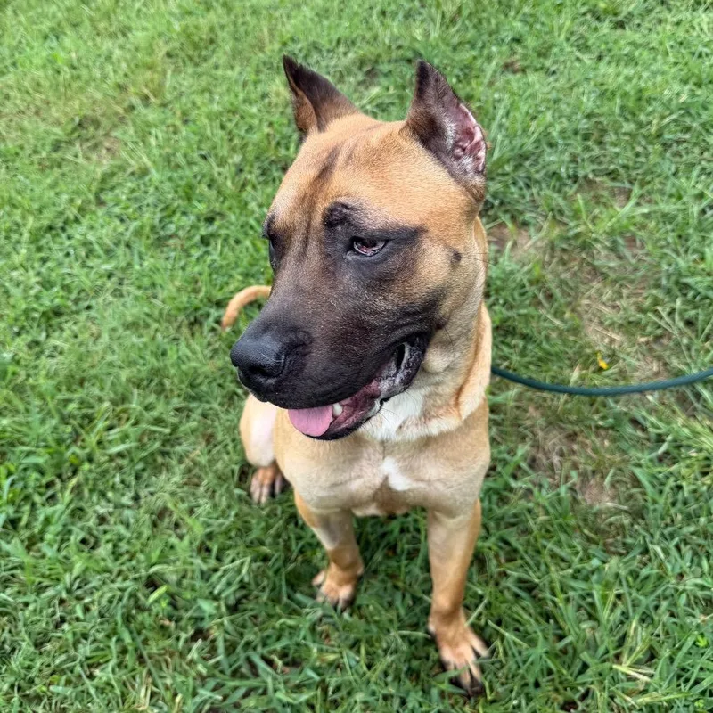 A young medium-sized male Yellow / Tan / Blond / Fawn Mixed Breed dog named Scooby for adoption in Fredericksburg, VA