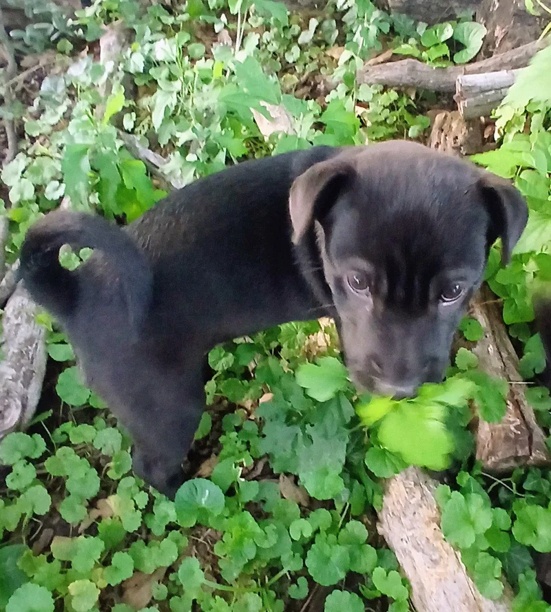 A baby medium-sized female Dachshund dog named Alexey for adoption in St. Louis, MO