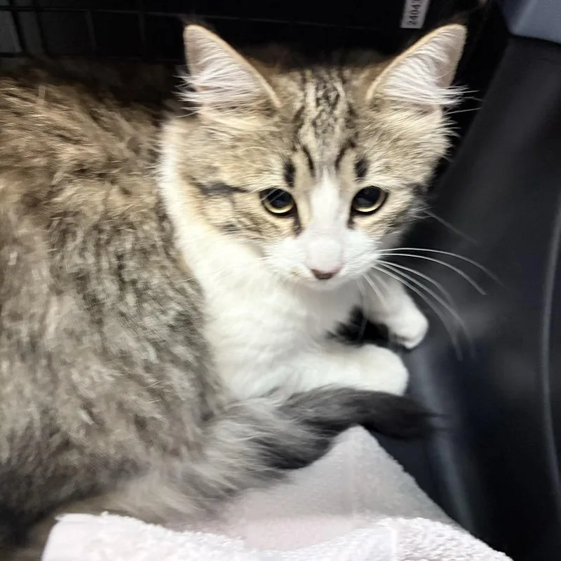 A young medium-sized female Domestic Long Hair cat named Cheesecake for adoption in Tacoma, WA