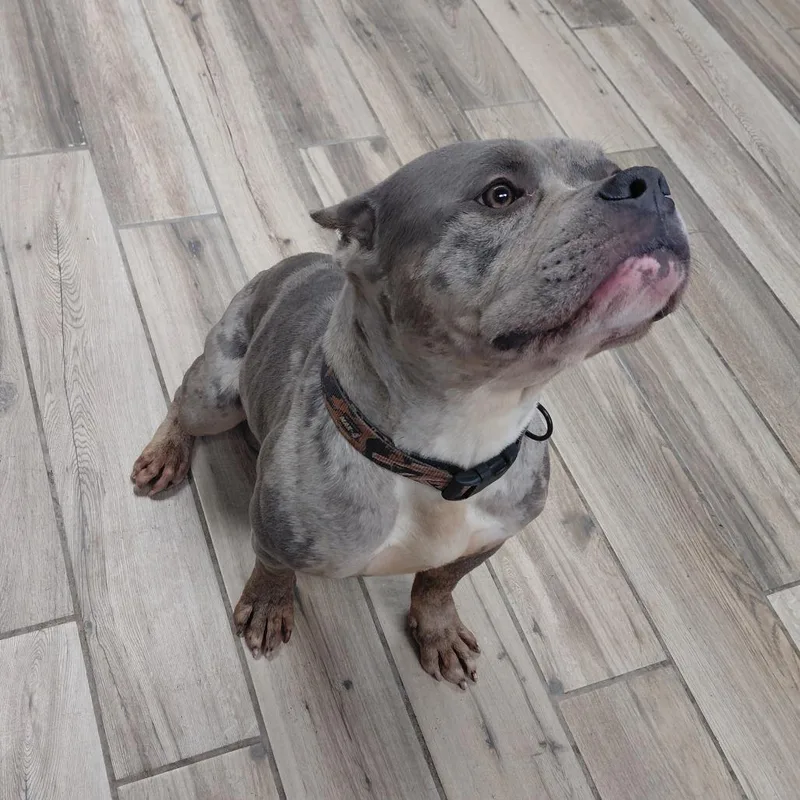 An adult medium-sized male Brown / Chocolate Mixed Breed dog named Zeus for adoption in Henderson, KY