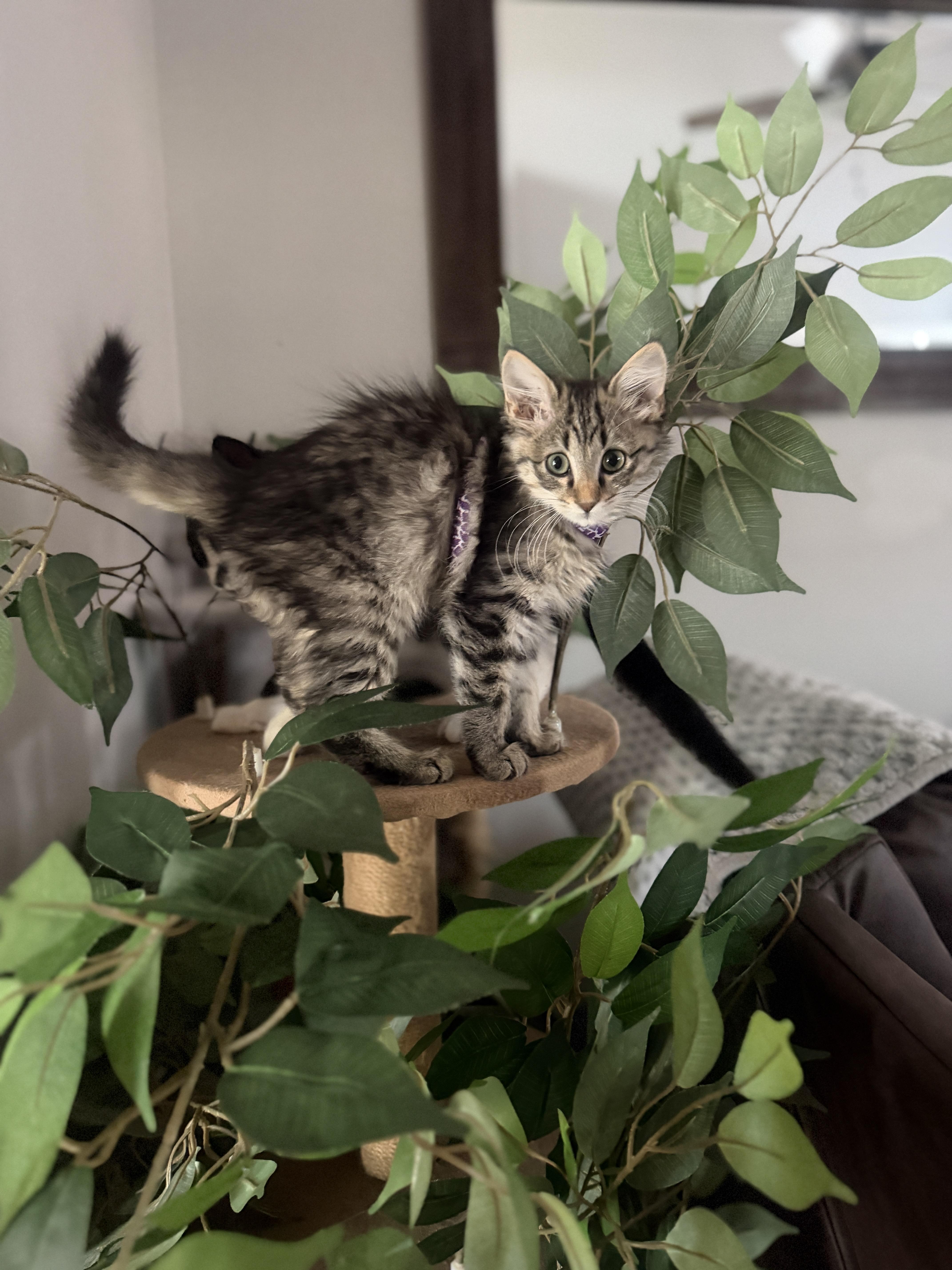 Coco