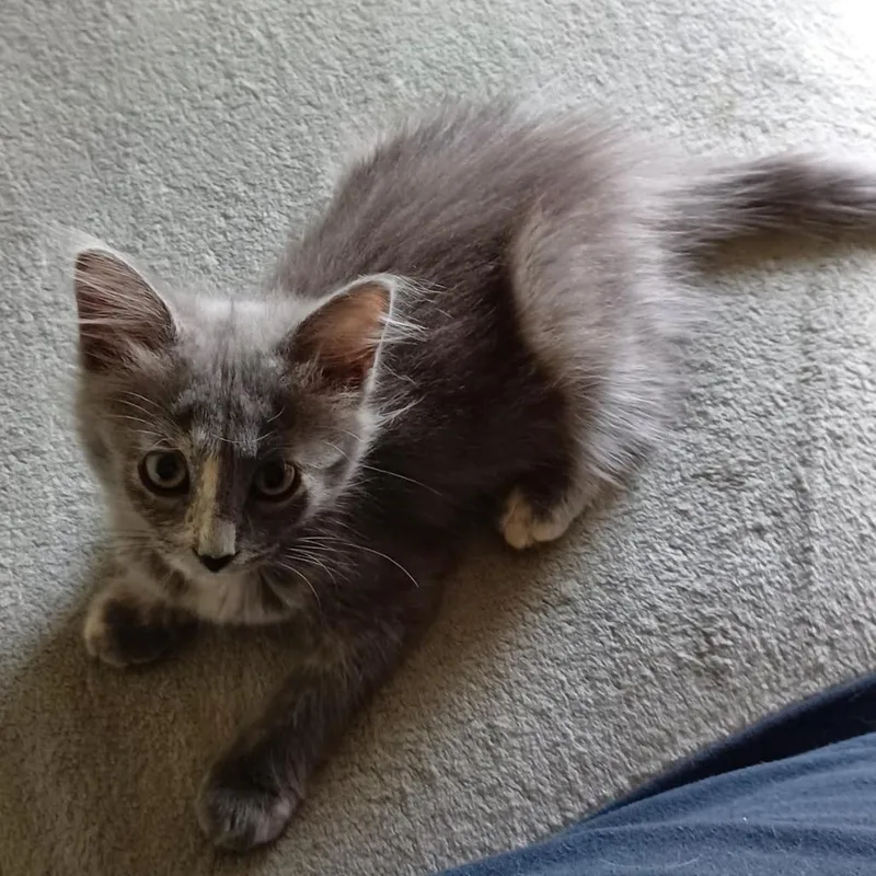 Chloe