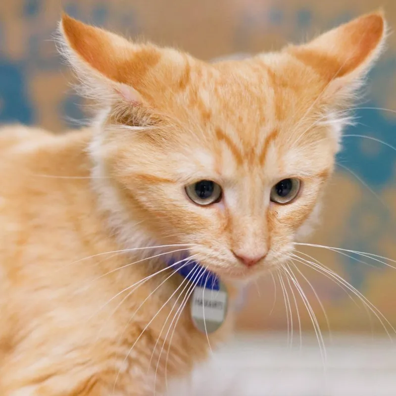 A baby medium-sized male Domestic Long Hair cat named Havarti for adoption in Hot Springs, AR