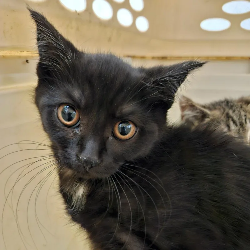 A baby small-sized female Black Domestic Short Hair cat named Aster for adoption in Ballston Spa, NY