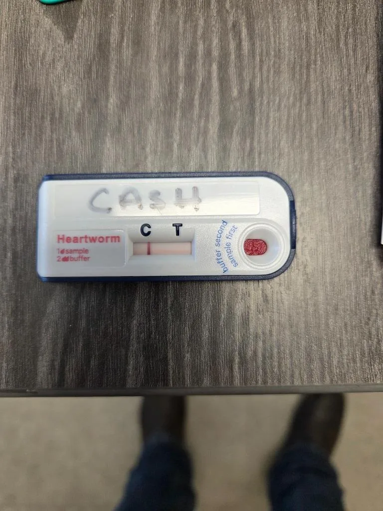 An adult large-sized male Labrador Retriever dog named Cash for adoption in Bossier City, LA