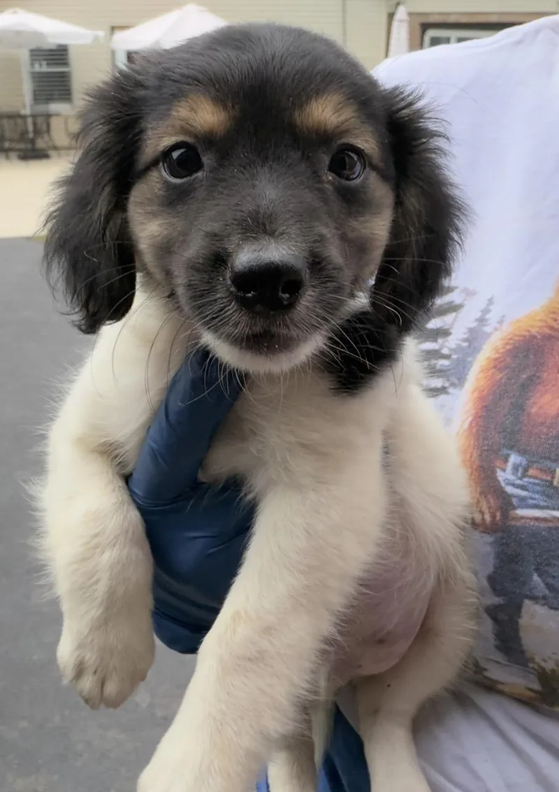 A baby medium-sized male Australian Shepherd dog named Sheph for adoption in Wonder Lake, IL