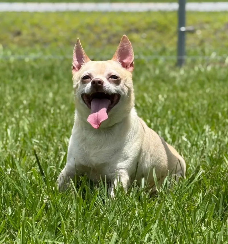 An adult medium-sized male Mixed Breed dog named Taco for adoption in Kingsland, GA