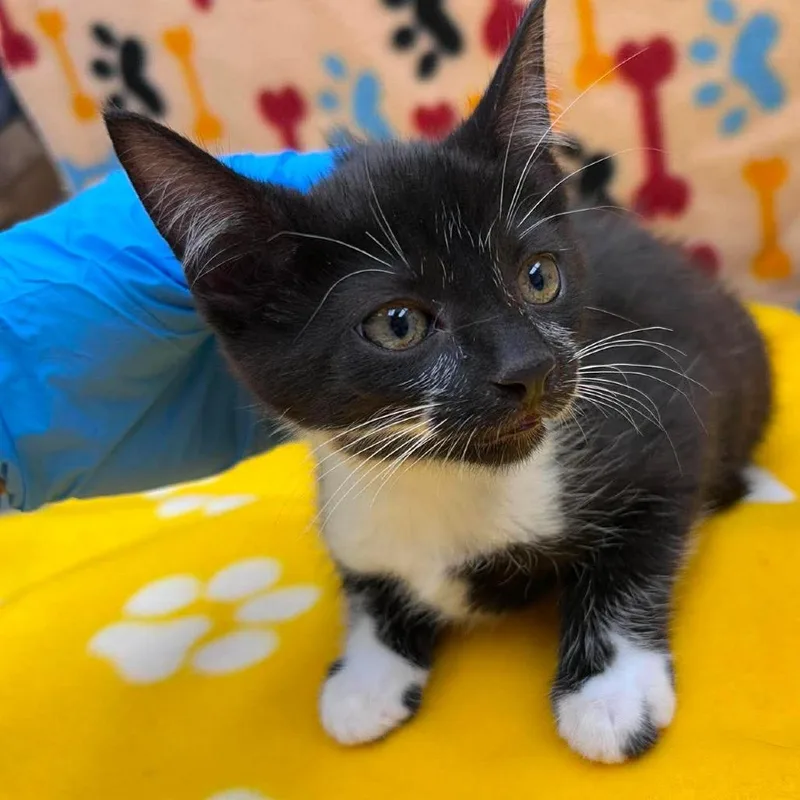 A baby small-sized female Black Domestic Short Hair cat named Joya for adoption in Bastrop, TX