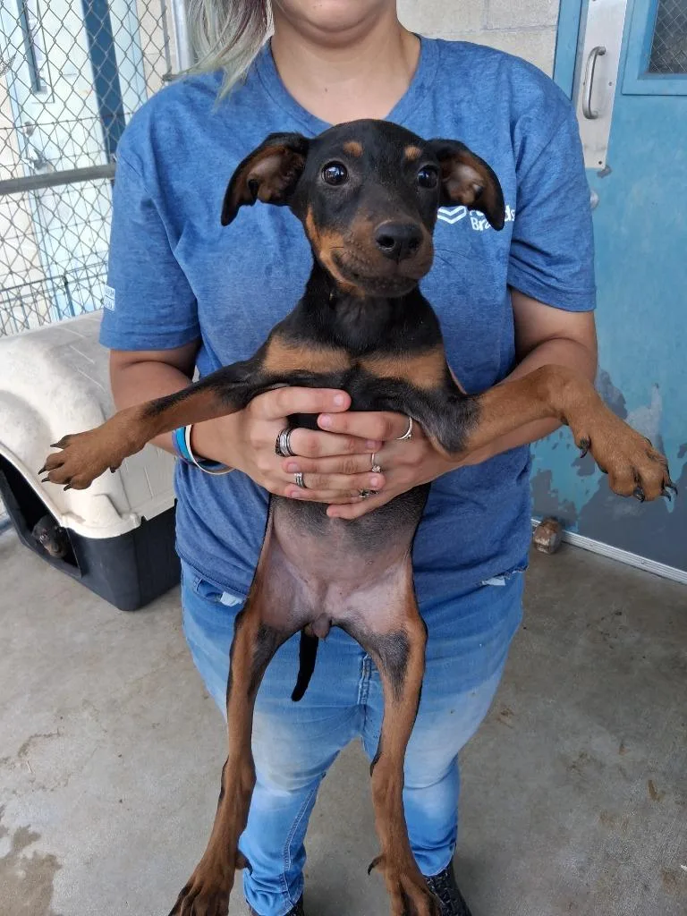 A baby large-sized female Doberman Pinscher dog named Josephine for adoption in Brownwood, TX