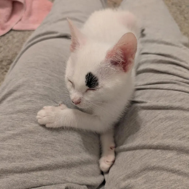 A baby small-sized male White Domestic Short Hair cat named Moe for adoption in Opelika, AL