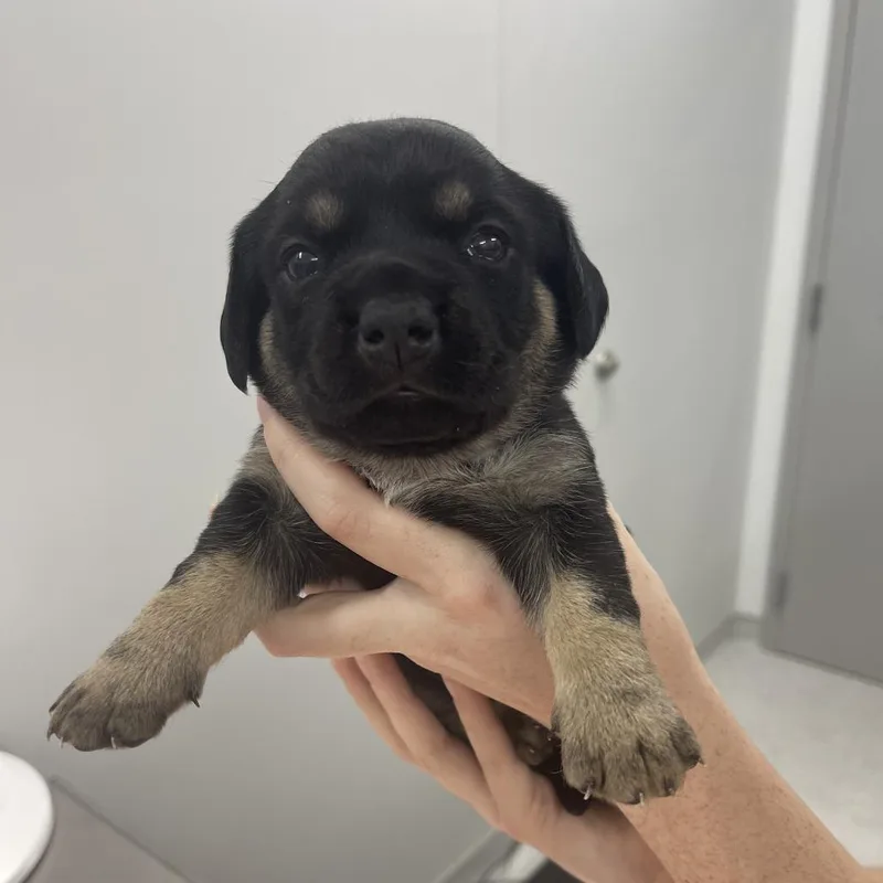A baby small-sized female Mixed Breed dog named Amber for adoption in Winston Salem, NC