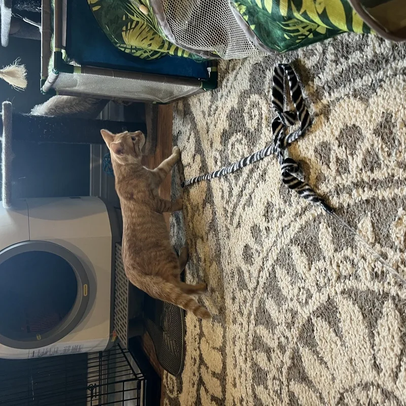 A young medium-sized male Tabby (Orange / Red) Domestic Short Hair cat named Queso for adoption in Louisville, KY