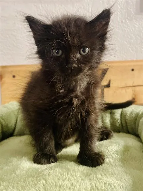 A baby small-sized male Domestic Short Hair cat named Raven for adoption in Ontario, CA