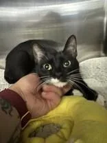 An adult medium-sized female Black & White / Tuxedo Domestic Short Hair cat named Waffles for adoption in Manitowoc, WI