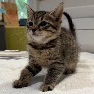 A baby small-sized female Domestic Short Hair cat named Indra for adoption in Cumming, GA