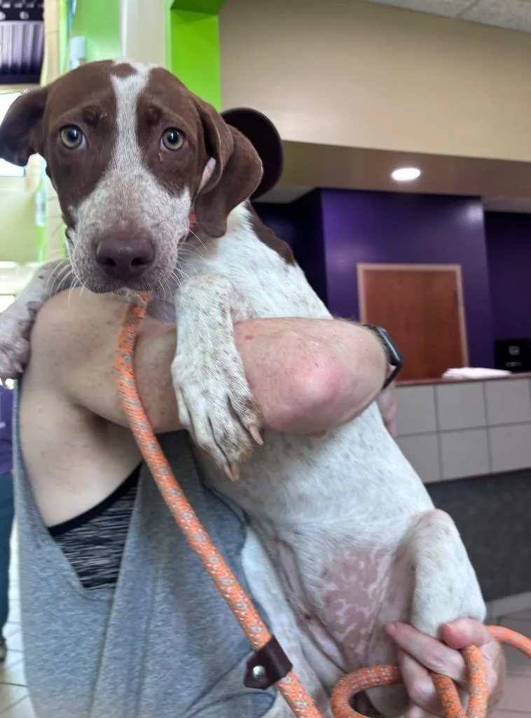 A baby medium-sized female German Shorthaired Pointer dog named Phoebe for adoption in Little Rock, AR
