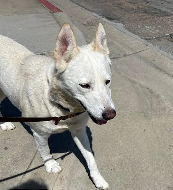 An adult medium-sized female Siberian Husky dog named Freya for adoption in Oceanside, CA