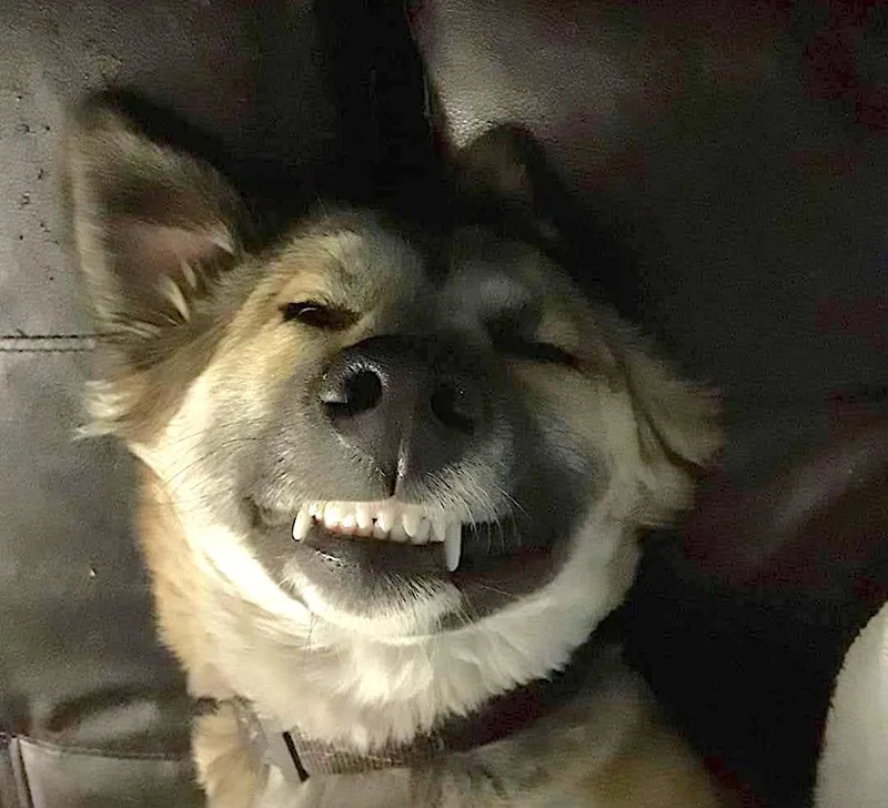 Pepper
