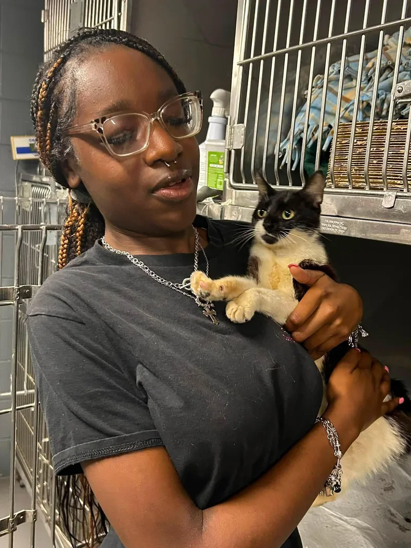 An adult medium-sized female Black Domestic Short Hair cat named Linda for adoption in Prichard, AL