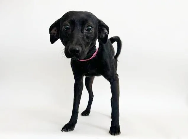 An adult small-sized female Terrier dog named Flo for adoption in Saint Louis, MO