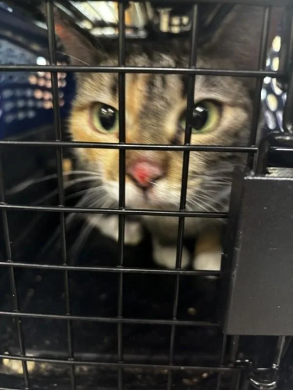 An adult small-sized female Domestic Short Hair cat named Buttercup for adoption in Virginia Beach, VA