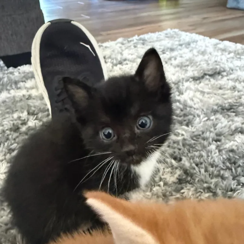 A baby small-sized male Black Domestic Short Hair cat named Bamboo for adoption in Wilmington, DE