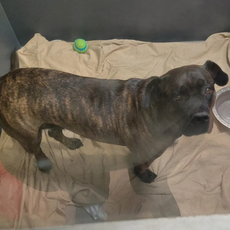 An adult large-sized female Cane Corso dog named Lena for adoption in Palm Springs, CA