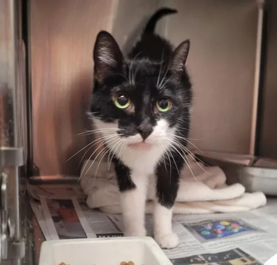 A senior medium-sized female Domestic Short Hair cat named Corn Puff for adoption in Los Angeles, CA