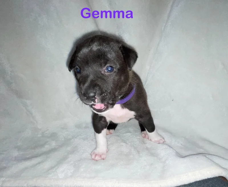 A baby small-sized female Pit Bull Terrier dog named Gemma for adoption in Discovery Bay, CA