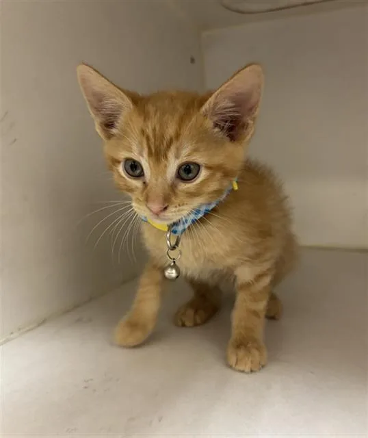 A baby small-sized male Domestic Short Hair cat named Alex for adoption in Rosenberg, TX