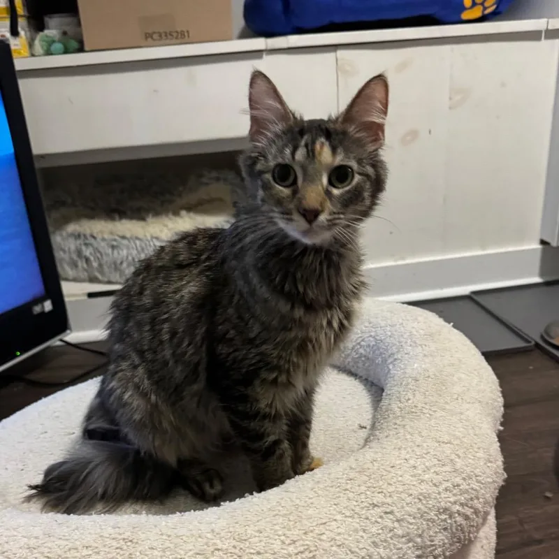 A young small-sized female Domestic Medium Hair cat named Apple for adoption in Roselle, IL
