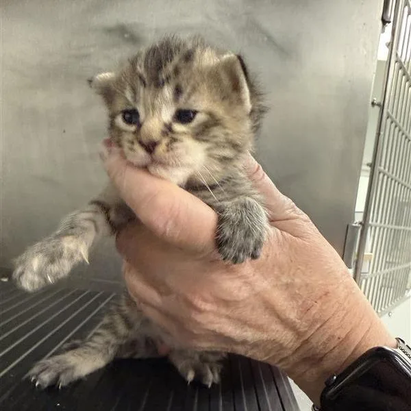 A baby small-sized female Brown / Chocolate American Shorthair cat named Clyde for adoption in Mount Shasta, CA