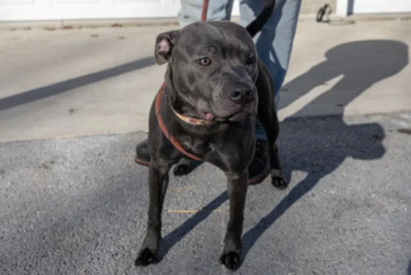 An adult medium-sized female Gray / Blue / Silver Mixed Breed dog named Grace for adoption in Terre Haute, IN