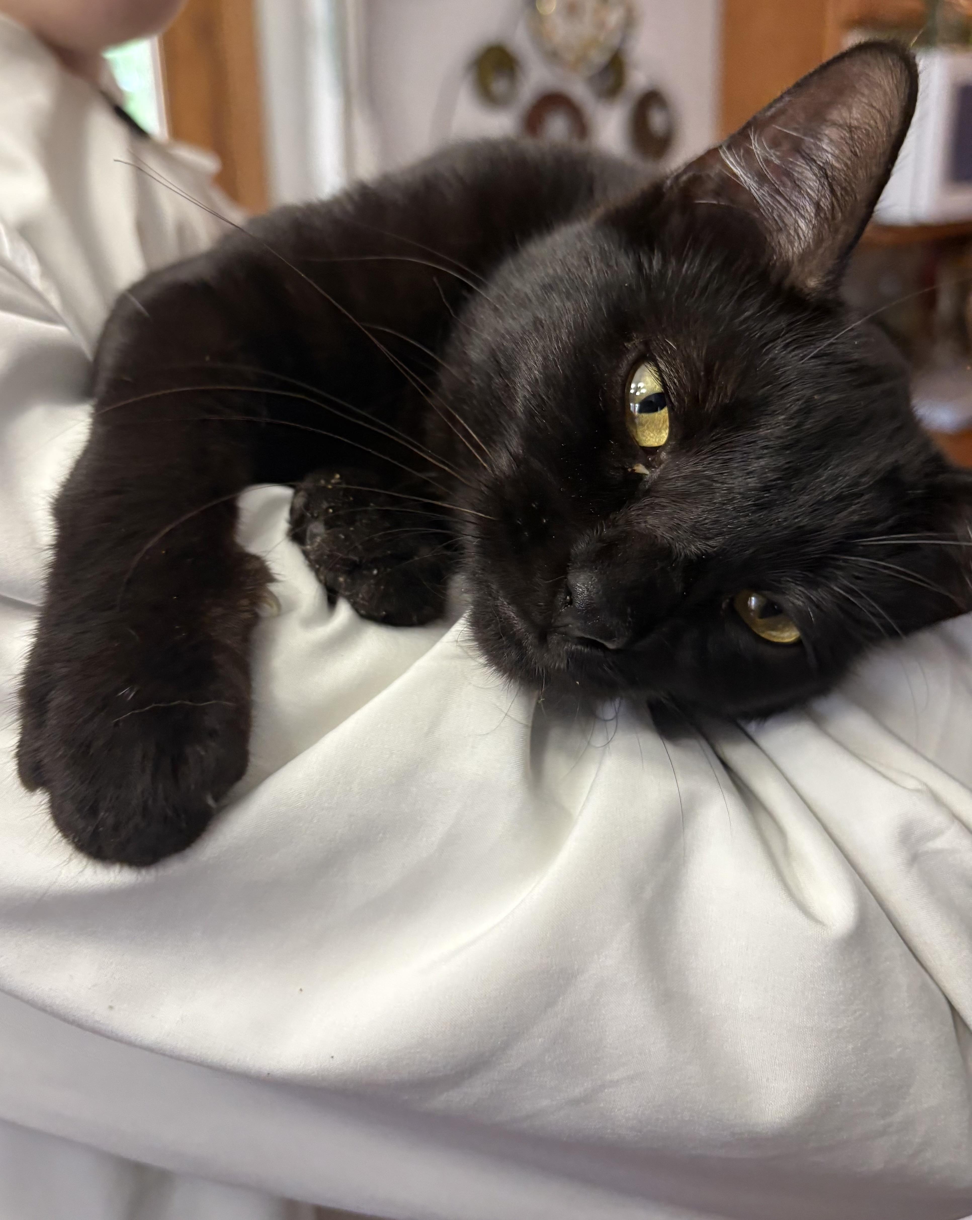 A young small-sized female Black Domestic Short Hair cat named Dumpling for adoption in Munising, MI