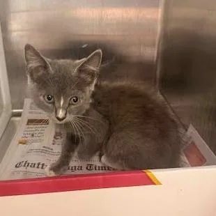 A baby small-sized female Gray / Blue / Silver Domestic Short Hair cat named Ellis for adoption in Chattanooga, TN