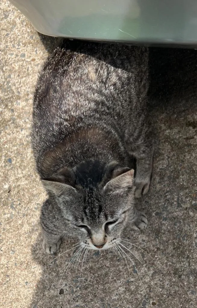 A young medium-sized female Domestic Short Hair cat named Joplin for adoption in Little Rock, AR