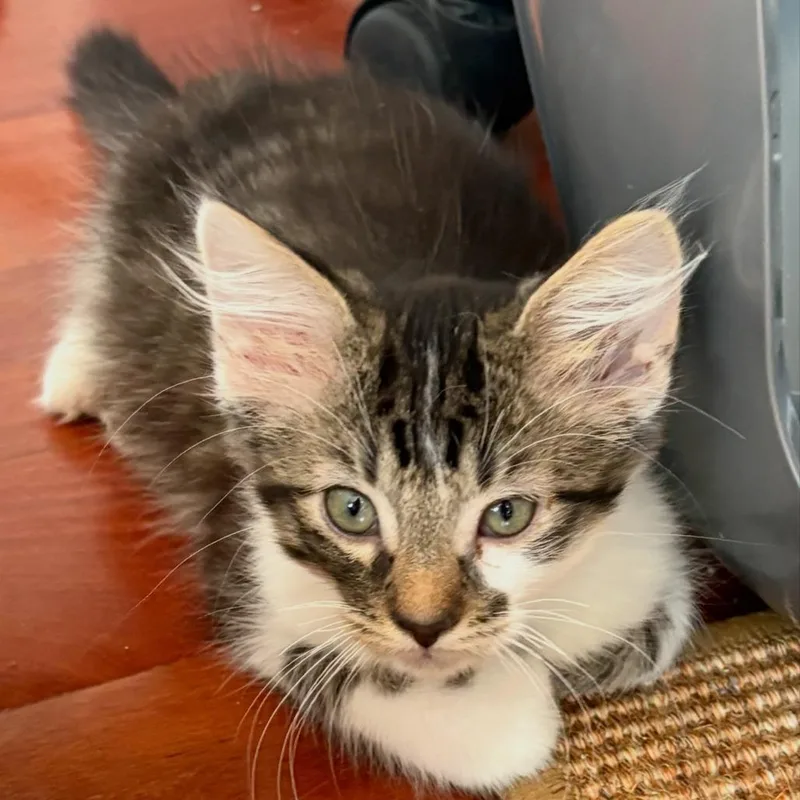 A baby small-sized male Domestic Long Hair cat named Edmund for adoption in Evanston, IL