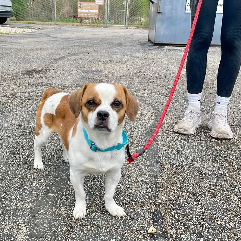 A young small-sized male White / Cream Pug dog named Jeffy for adoption in Deerfield, IL