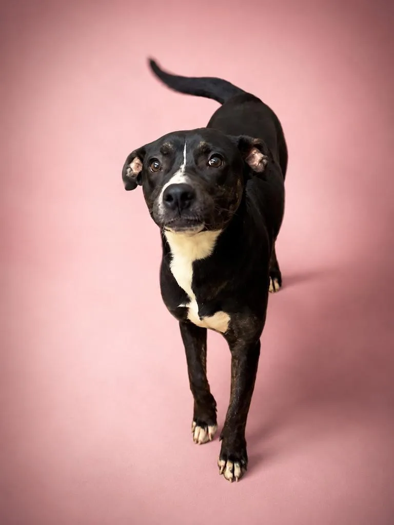 A baby medium-sized female Mixed Breed dog named Darcy for adoption in Florence, SC