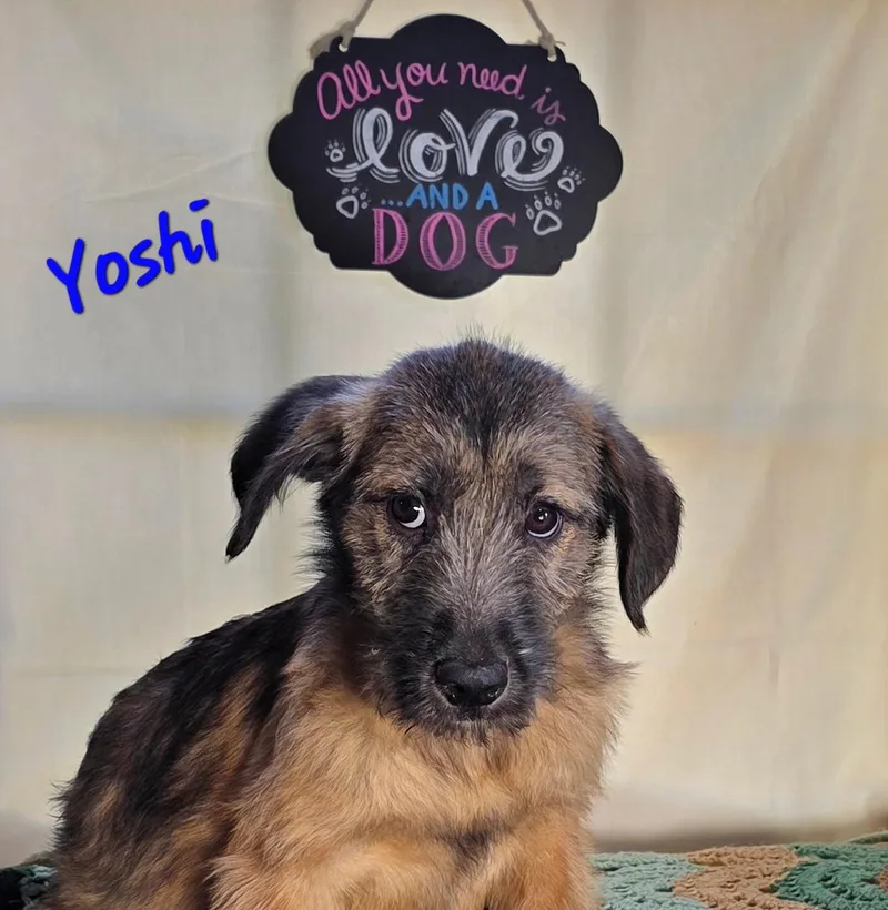 A baby medium-sized male Yellow / Tan / Blond / Fawn Boxer dog named Yoshi for adoption in Watertown, CT