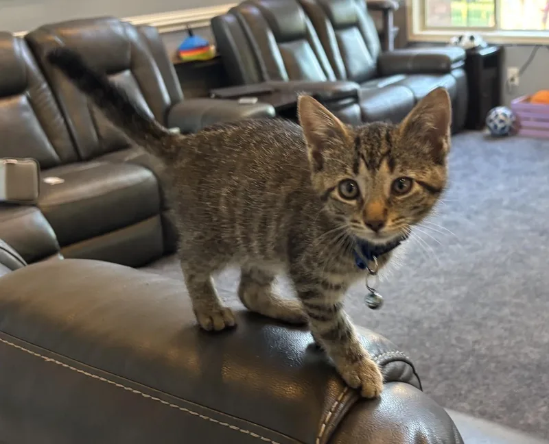 A baby medium-sized female Tabby (Brown / Chocolate) Tabby cat named Samantha for adoption in Macomb, MI