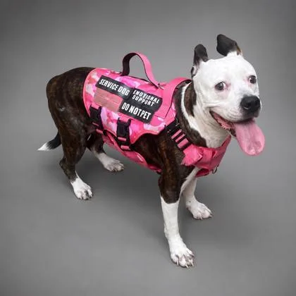 An adult medium-sized female Pit Bull Terrier dog named Sadie for adoption in Bowling Green, KY